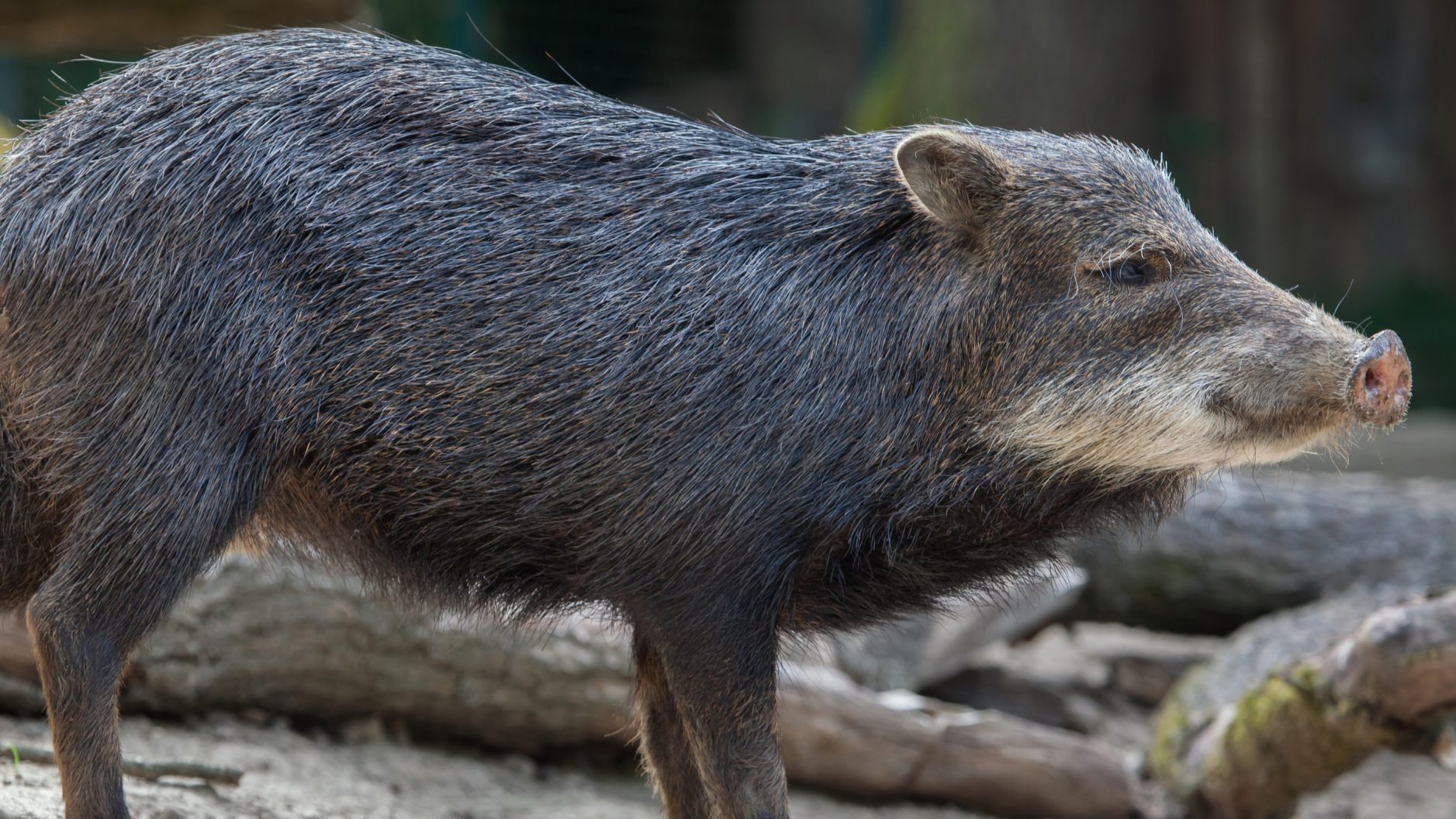 White-Lipped_Peccary