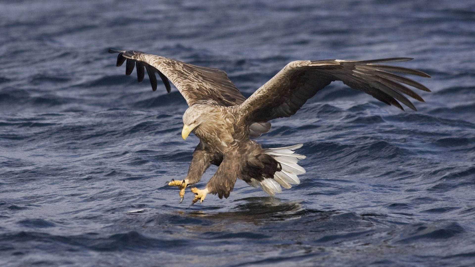 White-Tailed_Eagle