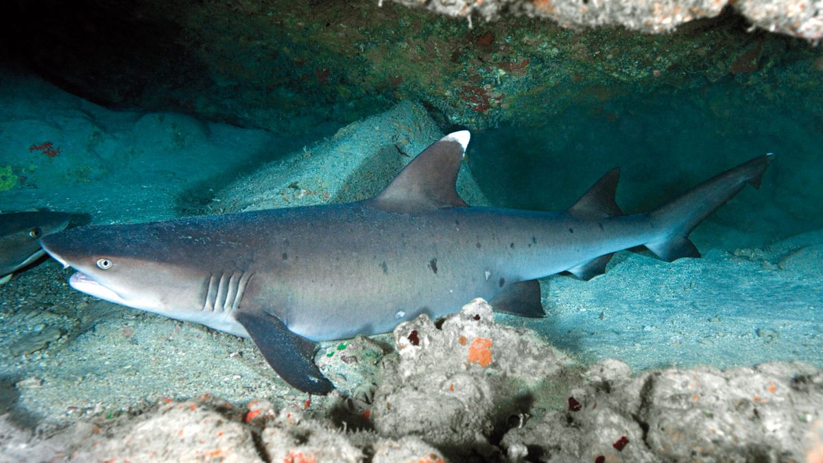 White_Tip_Reef_Shark