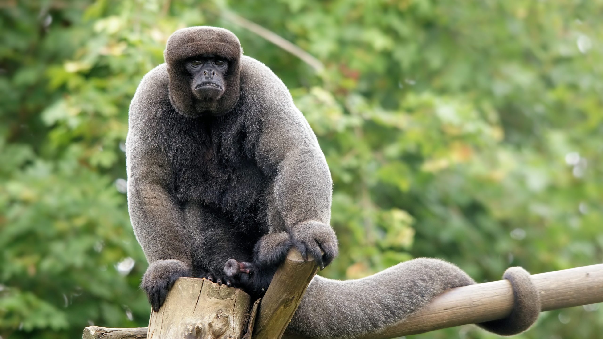 Woolly_Monkey