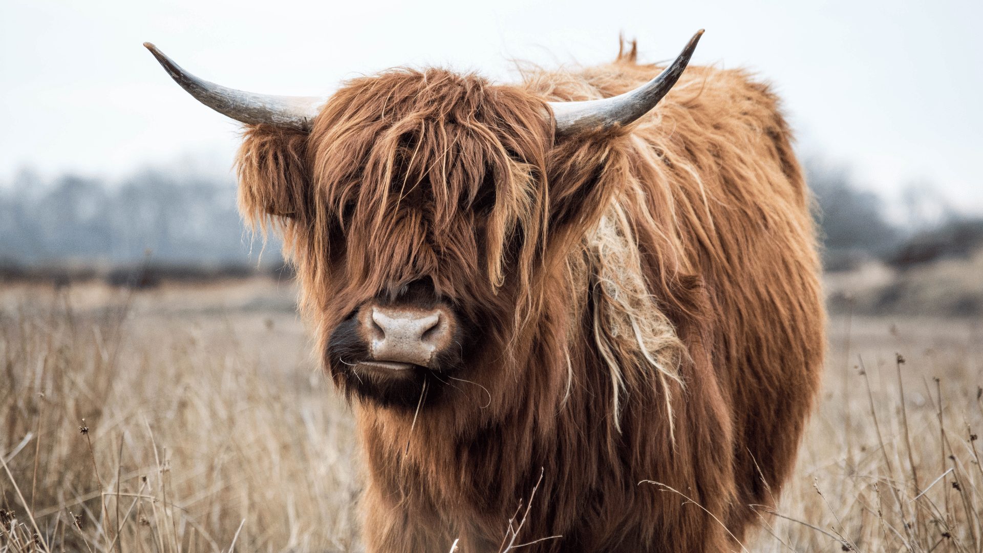 Yak