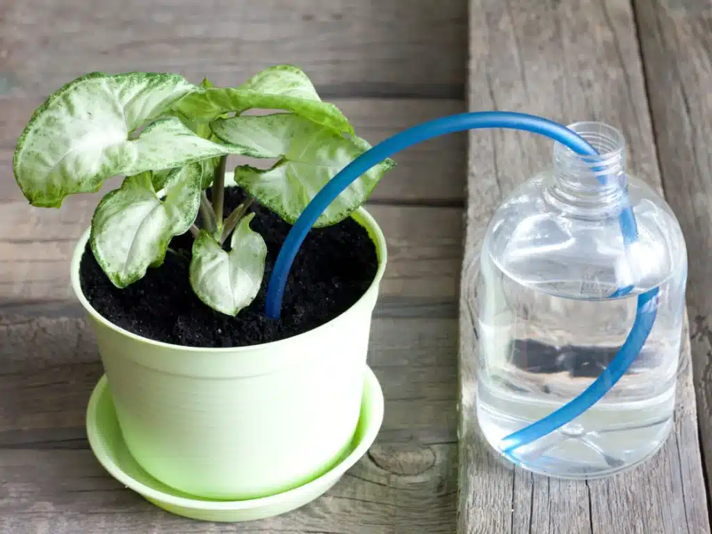 A Self-Watering Plant System .jpg