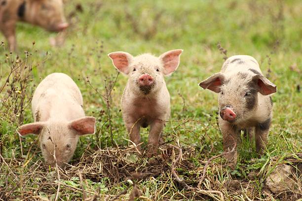 Adorable Facts About Pigs