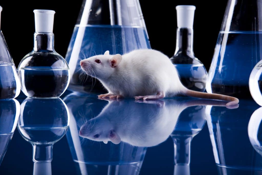 Do Lab Rats Have Rights?