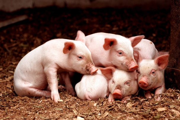 Facts About Piglets