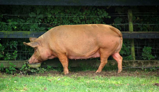 Facts About Tamworth Pigs