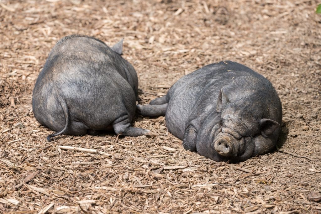 Facts About Vietnamese Pot-Bellied Pigs