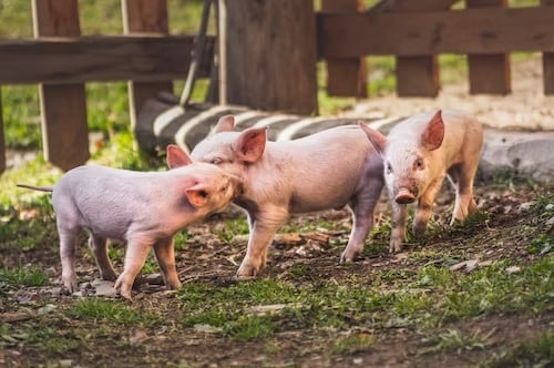 Female Pigs Can Give Birth to 12 Piglets at Once
