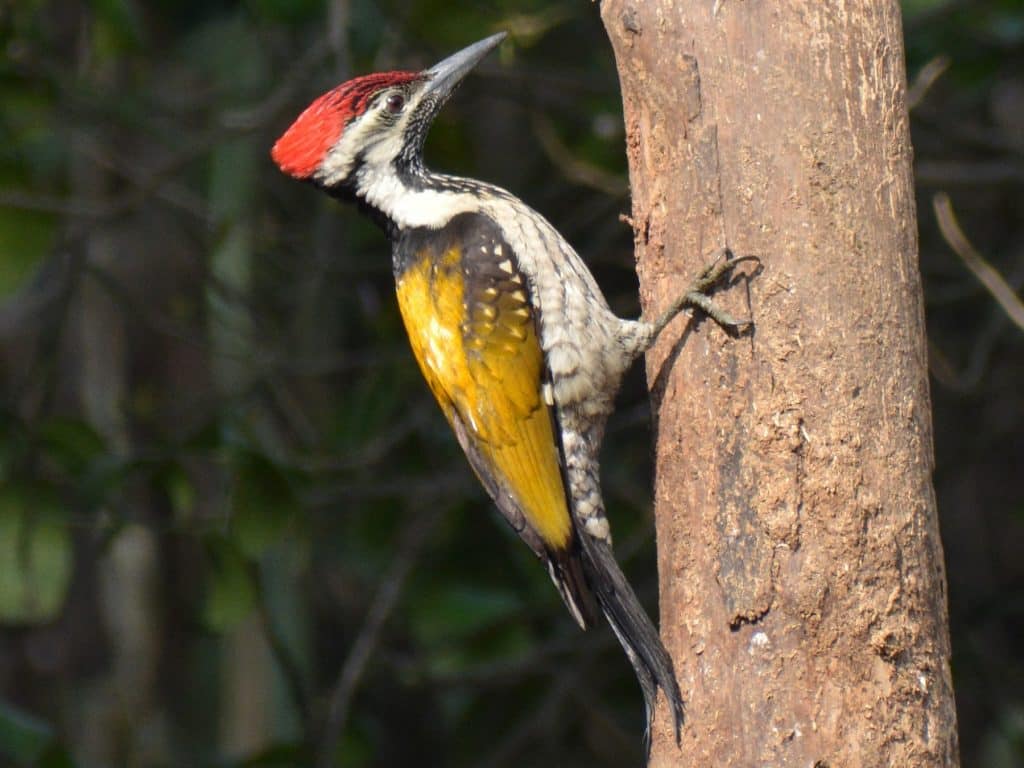 Flame-Back Woodpecker
