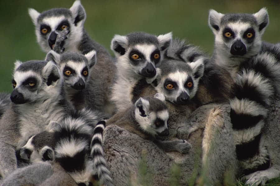Fossa’s Lemur