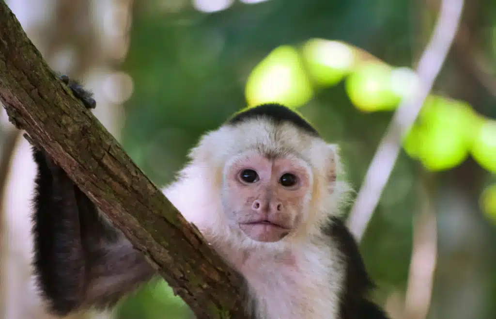 Hilarious Monkey Jokes for You and For Your Kids to Enjoy