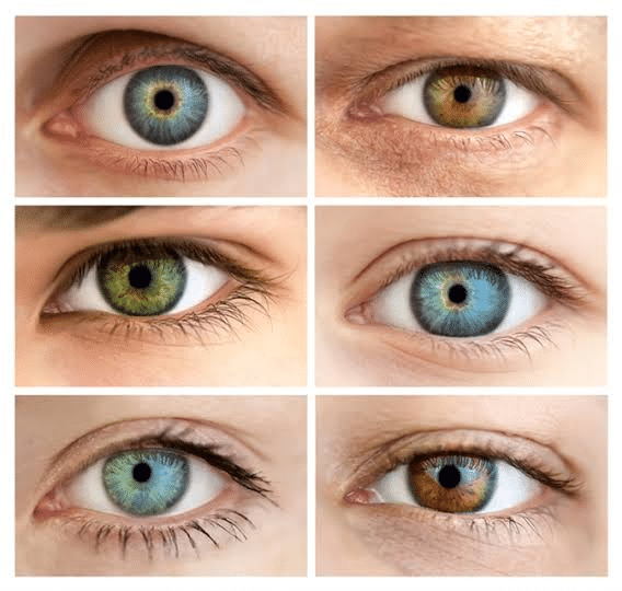 How are Eye Colours Formed