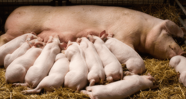Mother Pigs Care for Piglets Like a Human