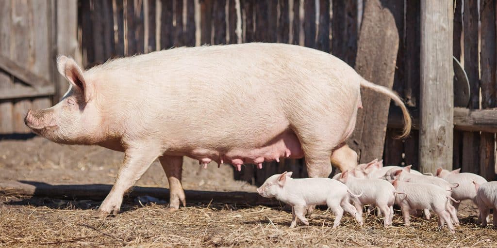 Mother Pigs Sing Songs for Their Babies