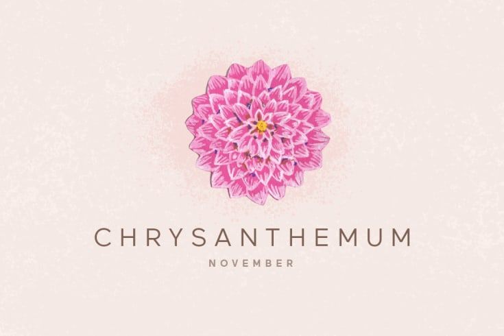 November Birth Flower - Chrysanthemums