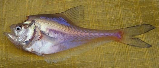 Nurseryfish