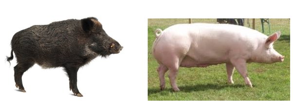 Pig vs Boar