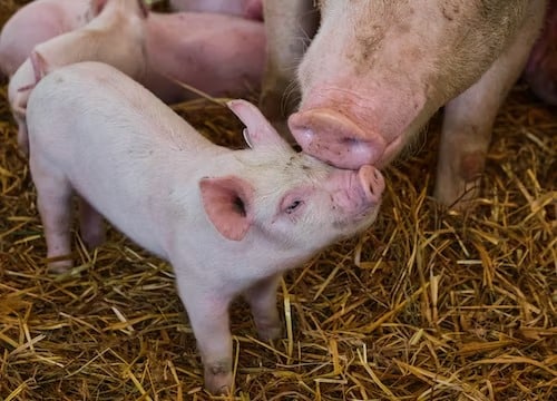 Pigs Follow Omnivore Diet