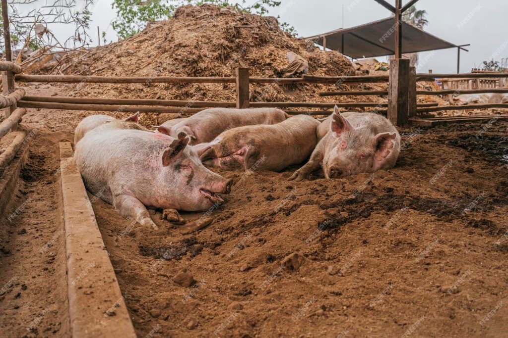 _Pigs Love Rolling in The Mud