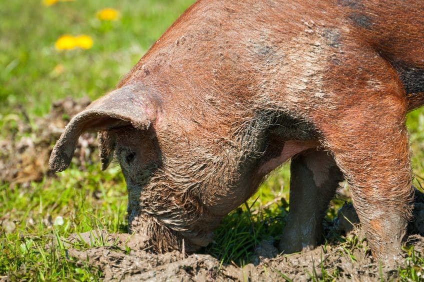 Pigs Use Rooting for Several Reasons