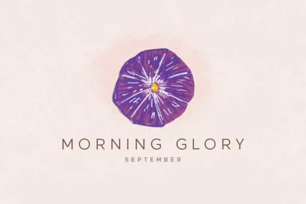 September Birth Flower - Morning Glory