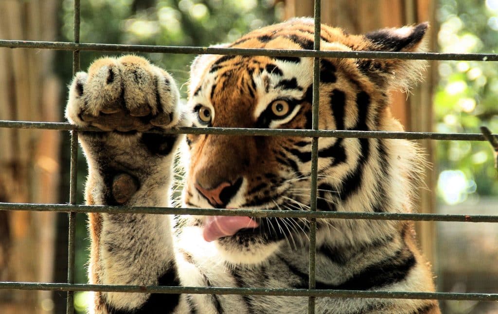 Should Exotic Animals Be Kept in Captivity?
