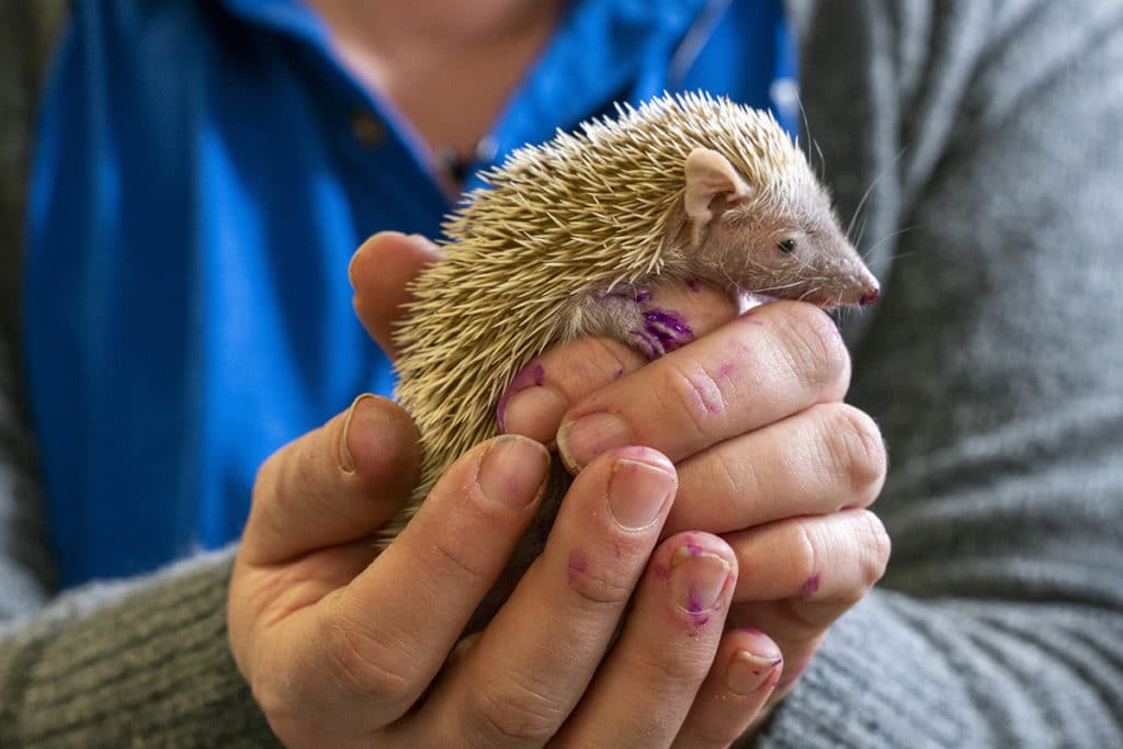 Tenrec - A Multifaceted Family of Adaptive Animals
