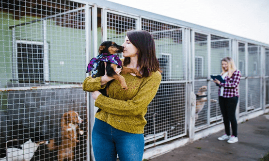 Volunteer at An Animal Shelter