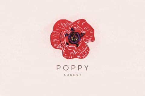 August Birth Flower - Poppy