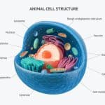 what does and animal cell look like