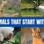Animals that start with C