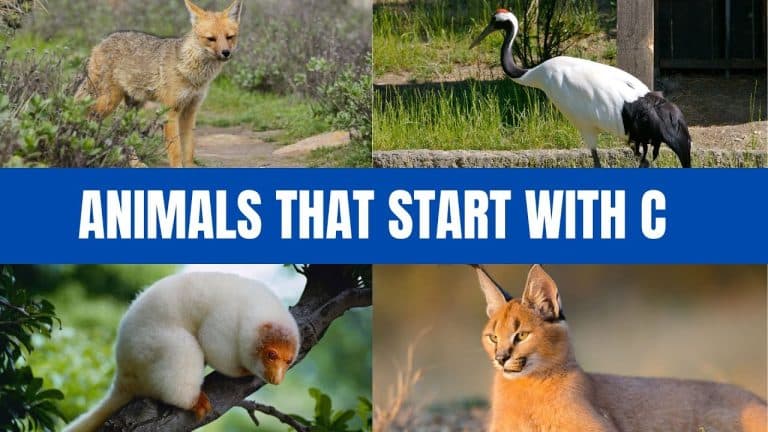 Animals that start with C