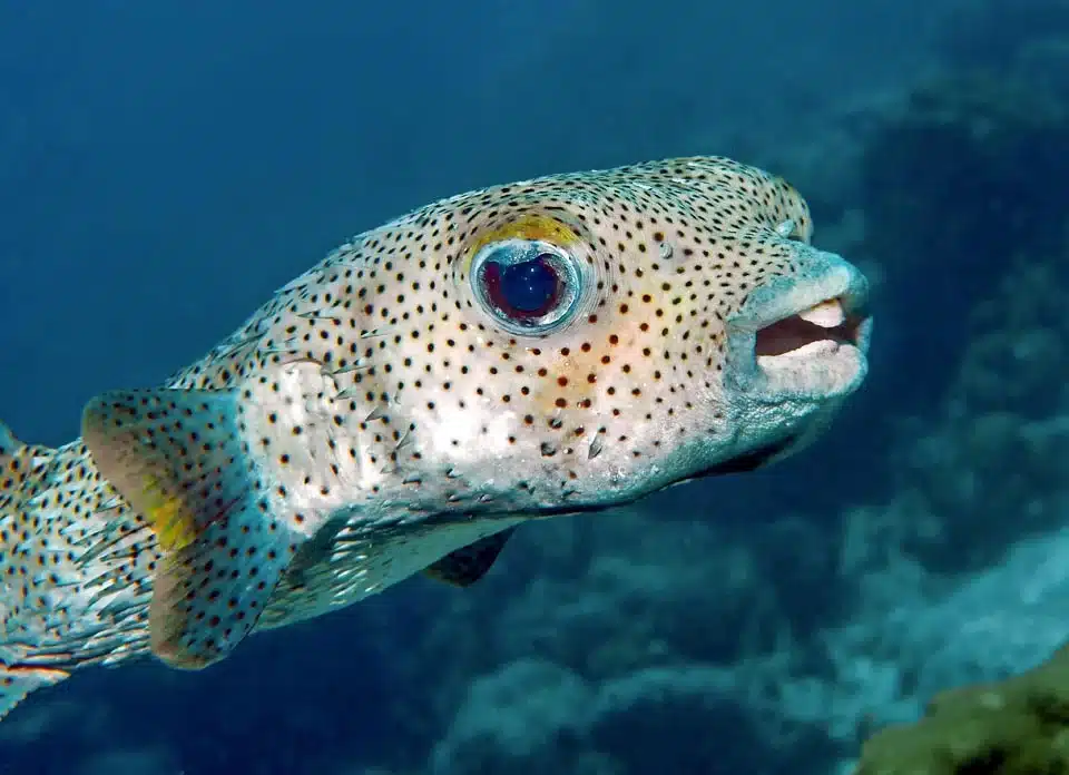 Blowfish (Porcupinefish)