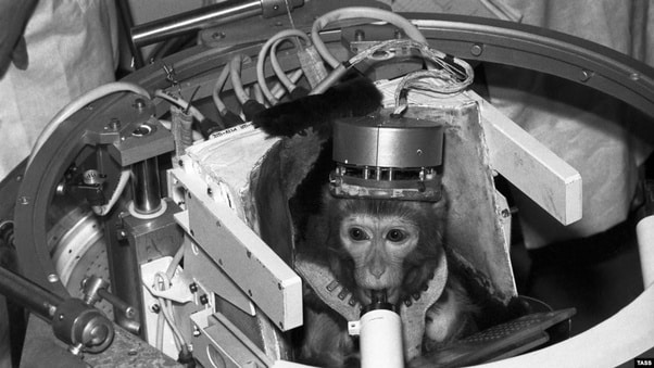 Other Animals Who Went to Space