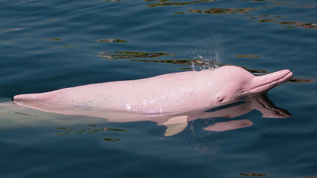 Pink Dolphin (Amazon River Dolphin)