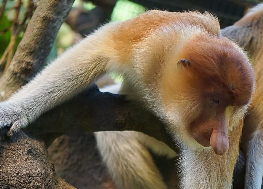 Proboscis Monkey