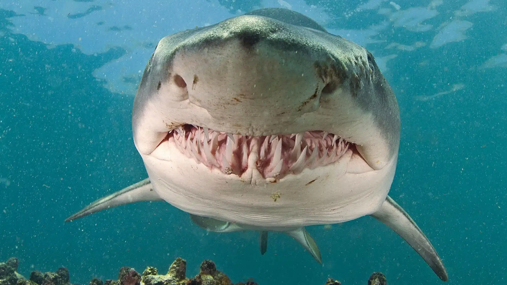 Sand Tiger Shark .jpg