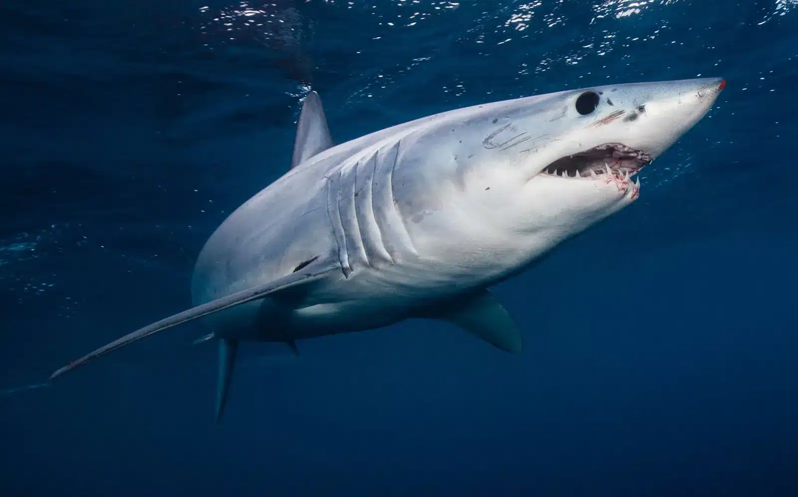 Shortfin Mako Shark .jpg