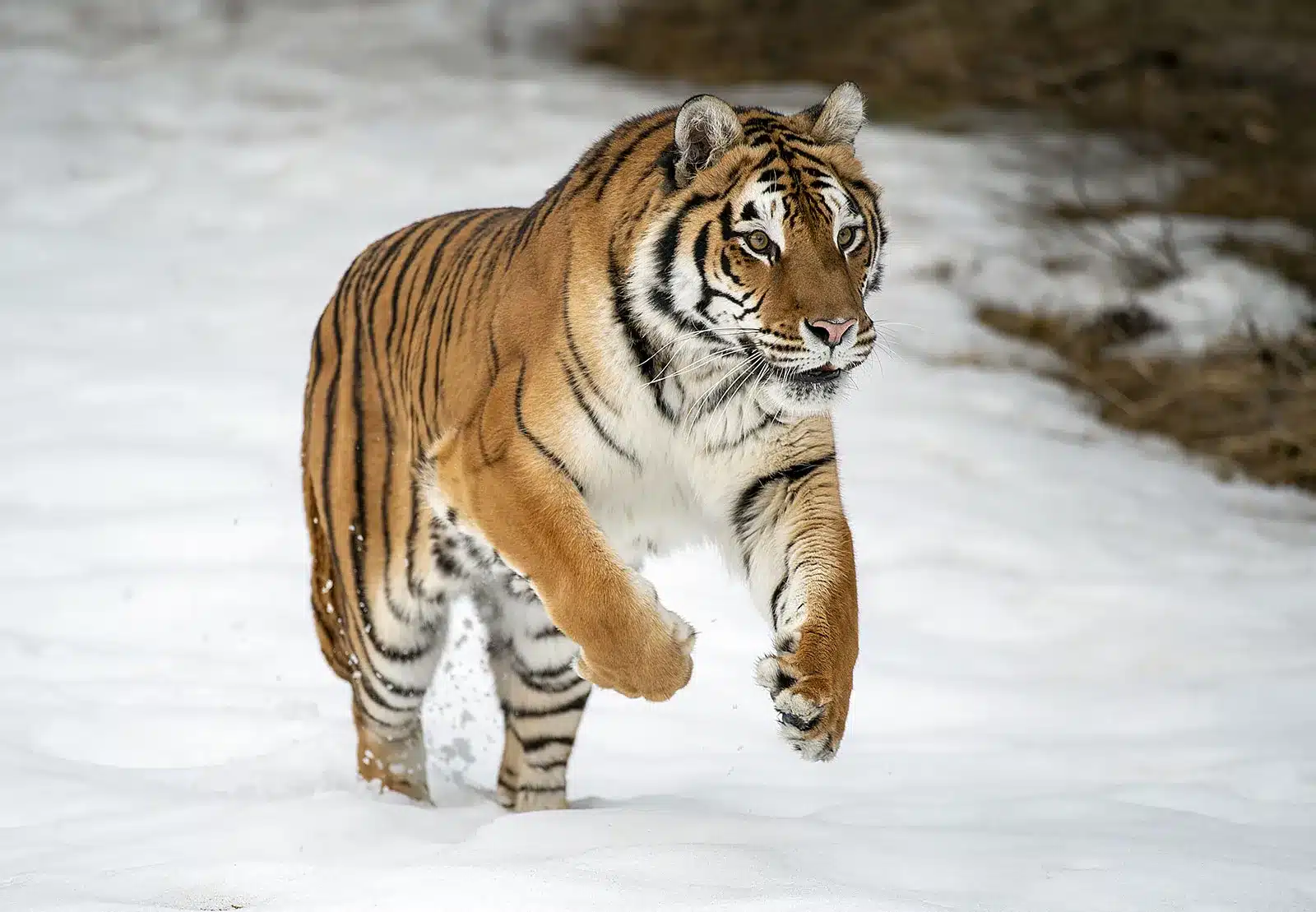 Siberian Tiger .jpg