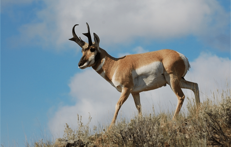 The Pronghorns