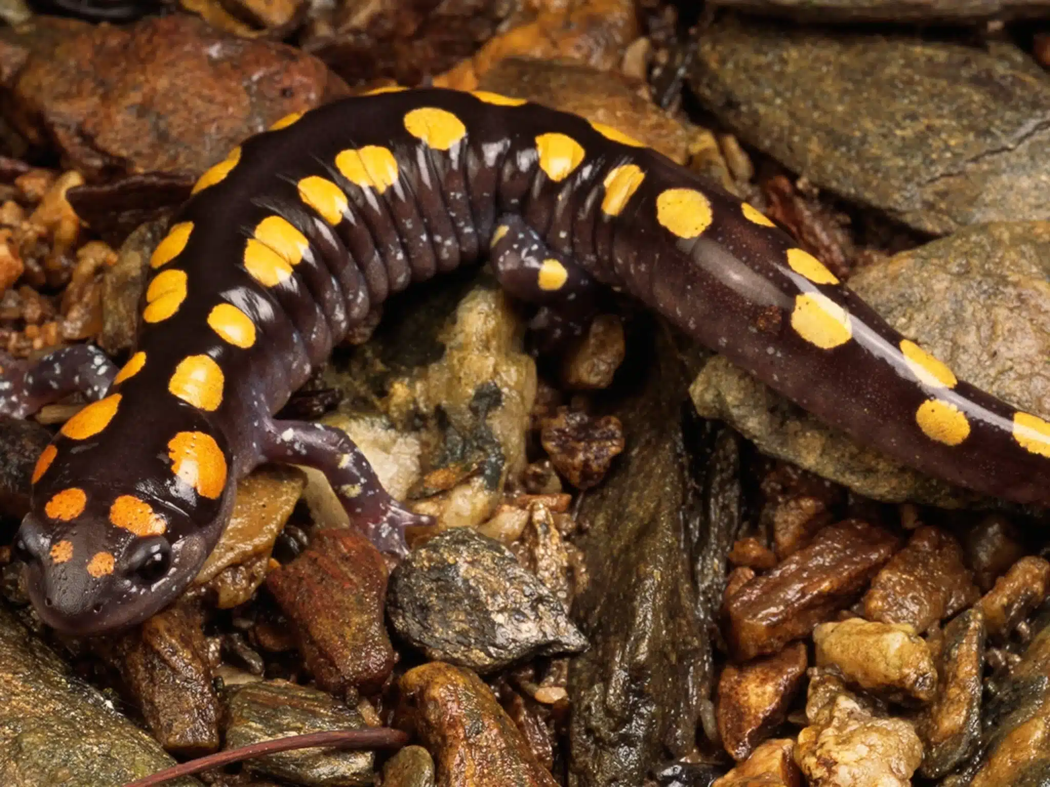 spotted-salamander-closeup_4x3.jpg
