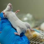 is-animal-testing-for-beauty-and-skin-products-necessary