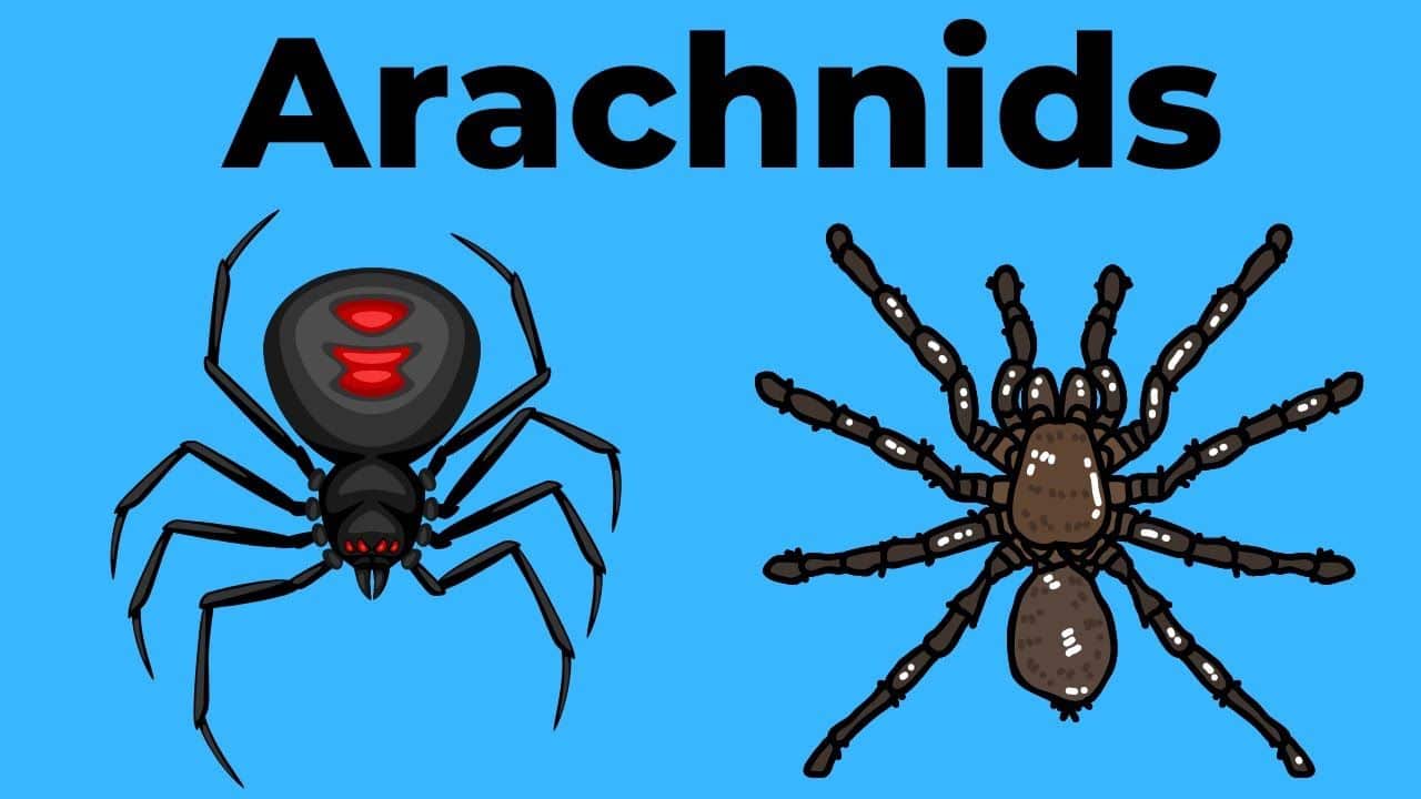 All About Arachnids