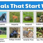 A collage of animals starting with the letter "I": iguana, impala, and ibis