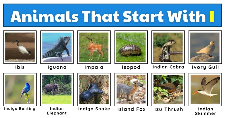 A collage of animals starting with the letter "I": iguana, impala, and ibis