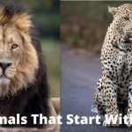 Animals-That-Start-With-L