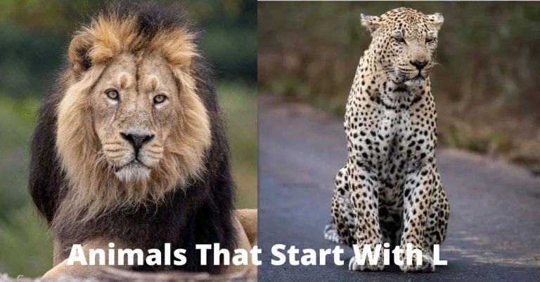 Animals-That-Start-With-L