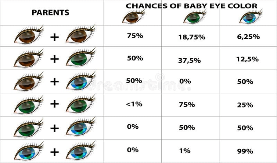 Eye color chart for parents and children, aiding in predicting the eye color of a baby.