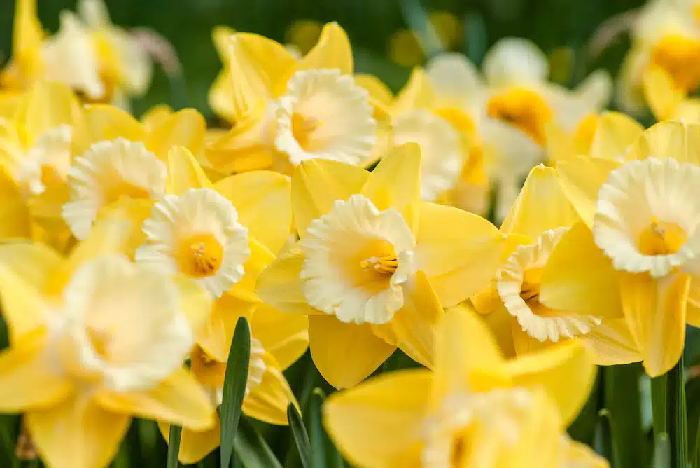 Daffodil - March