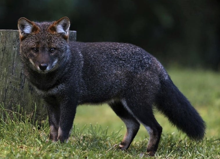 Darwin's Fox
